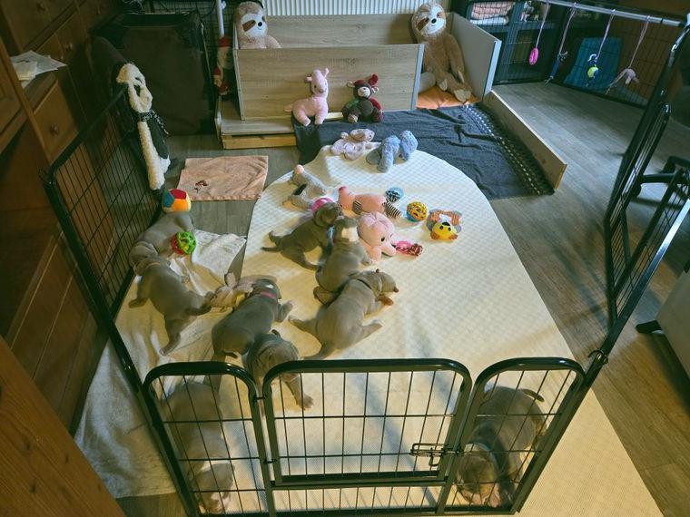 Old English Bulldog Welpen