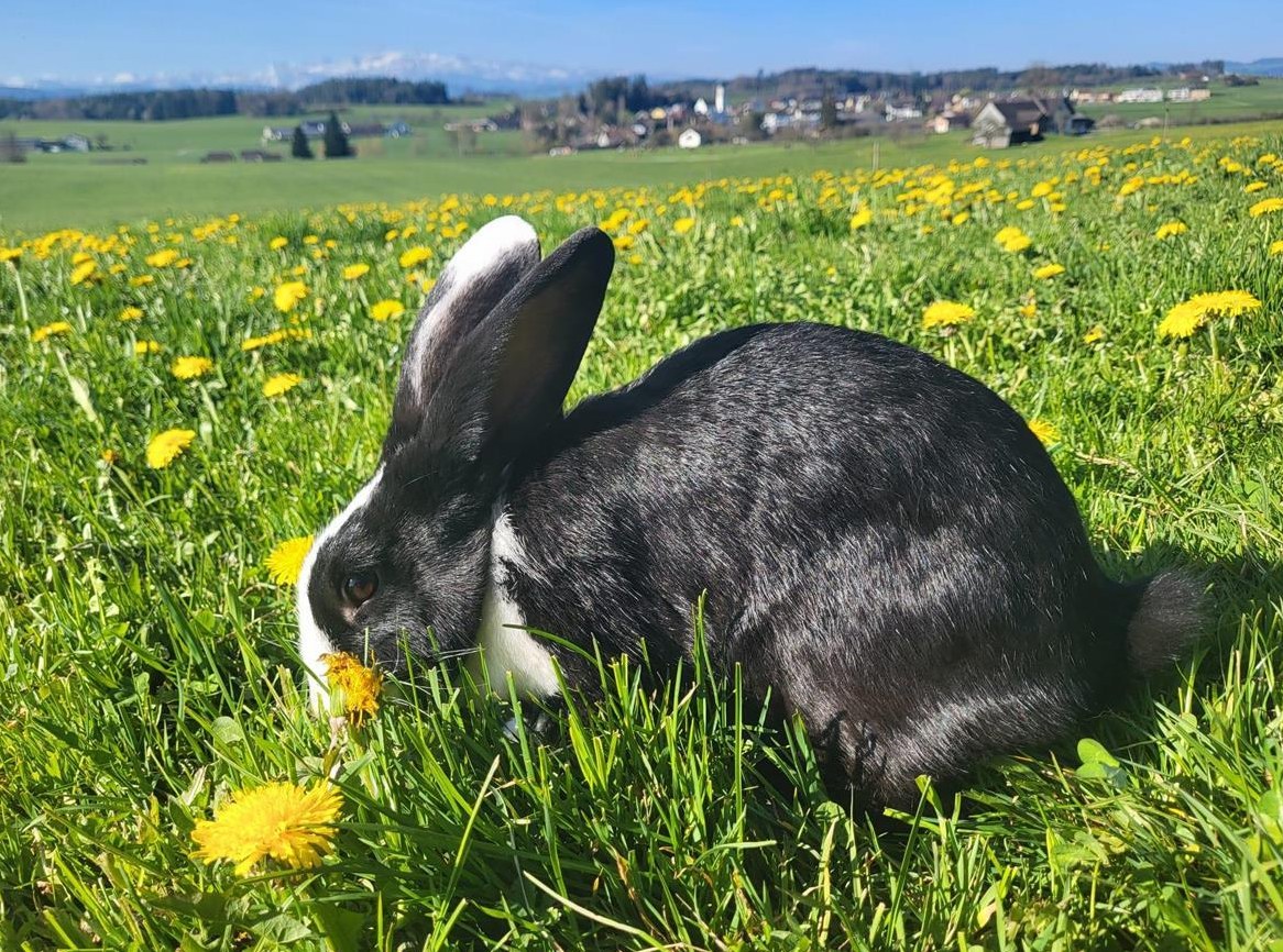Kaninchen Zippe zu verkaufen