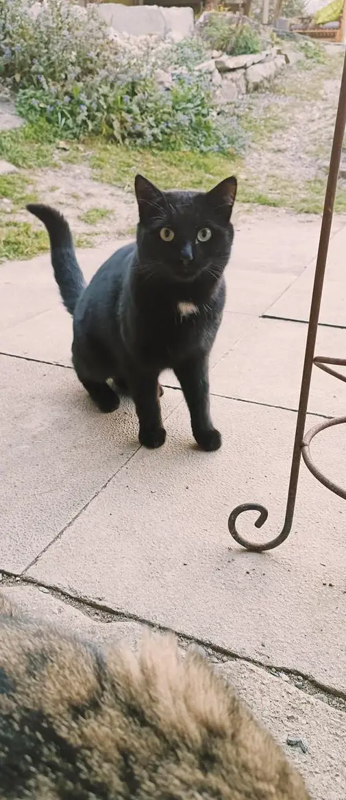 Kater Nero sucht ein neues Zuhause