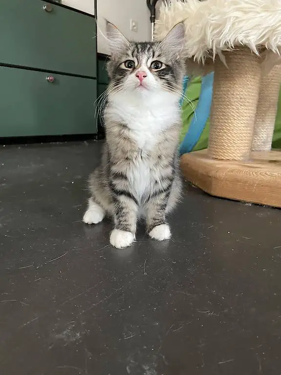 Sibirisches Kitten sucht sein Zuhause