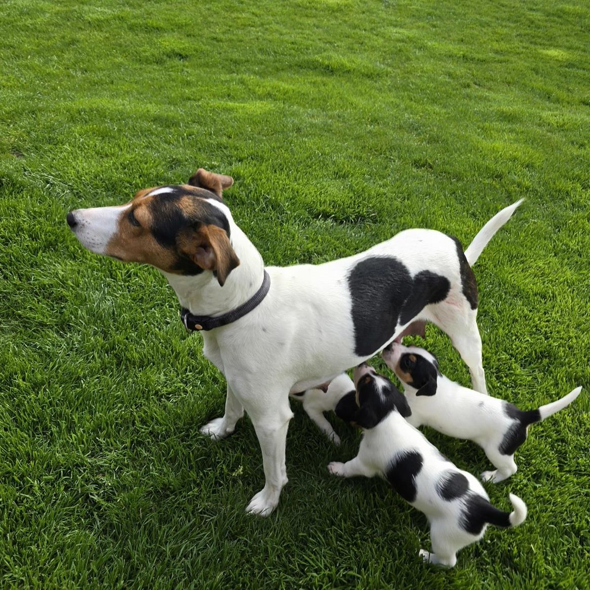 Tricolor Parson Russell Terrier, kurzhaar zu verkaufen