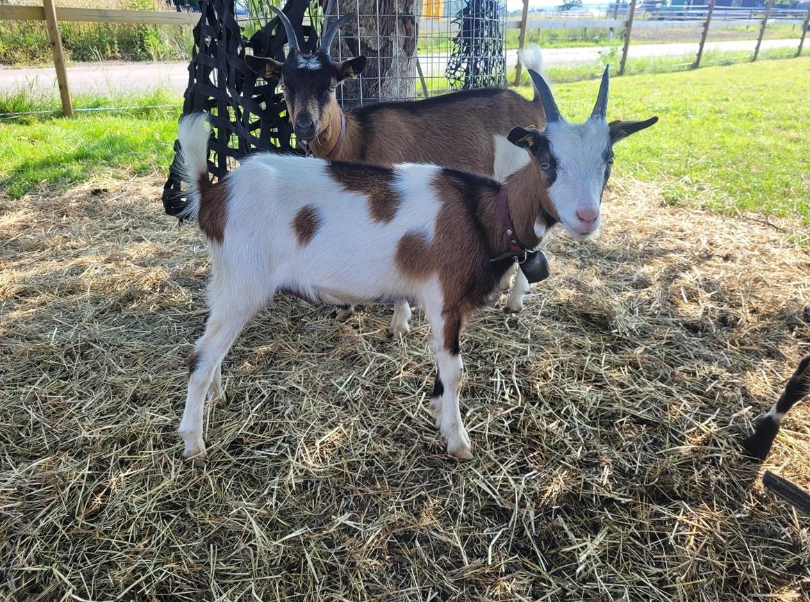 Tauernschecken Gitzi zu verkaufen
