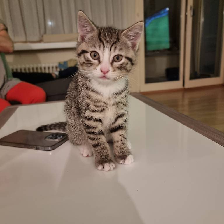 Kater sucht neues Zuhause