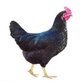 Schöne Junghennen aus Auslaufhaltung zu verkaufen