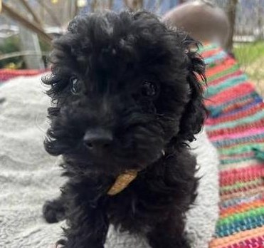 Zwergpudel Welpen, schwarz