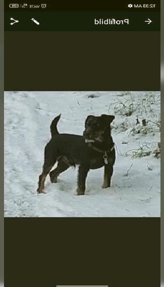 Deutscher Jagdterrier Deckruede