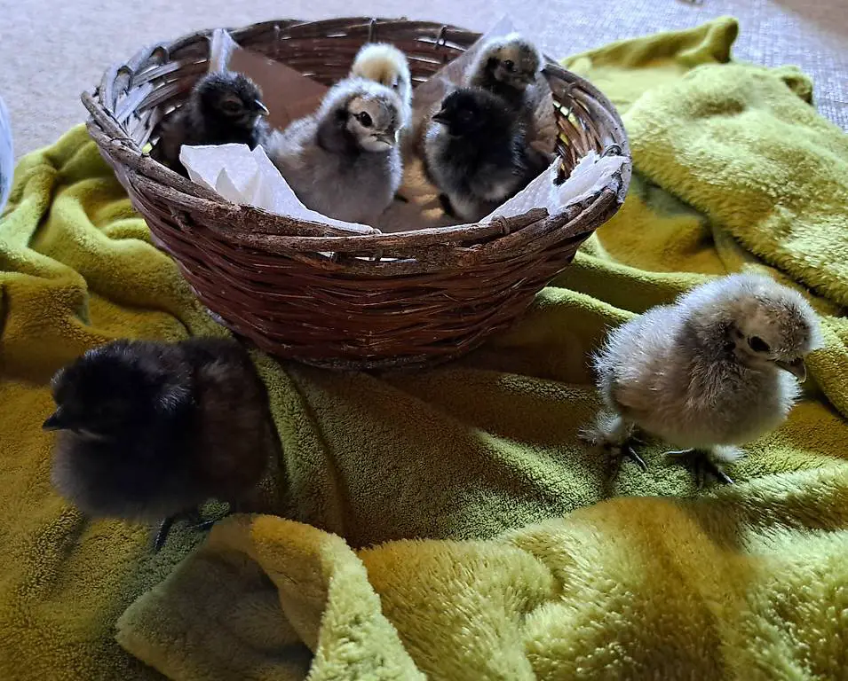 Seidenhühner Küken