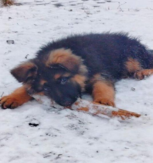 Deutsche Schäferhund Hündin