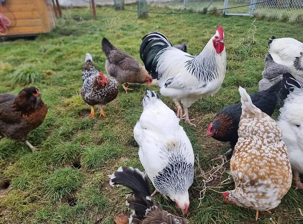 Rassehühner Verkauf: Oliveleger, Marans, Schwedische Blumenhuhn