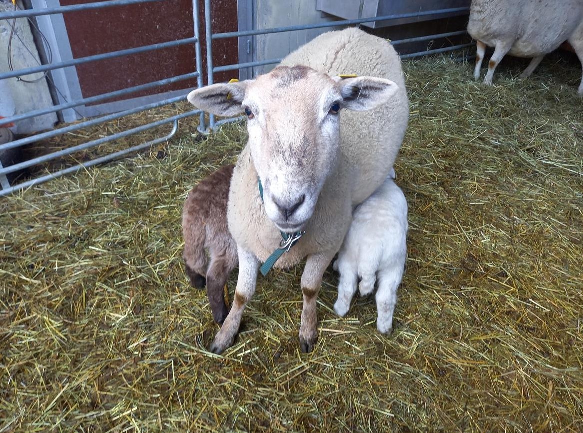 Nolana Aue mit 2 Bocklämmer zu verkaufen