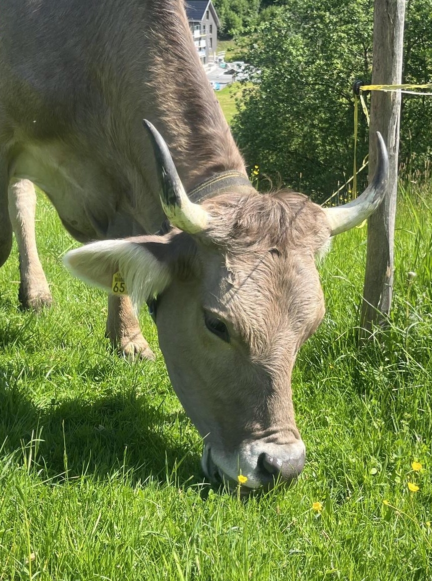 ROB Kuh zu verkaufen, Original Braunvieh