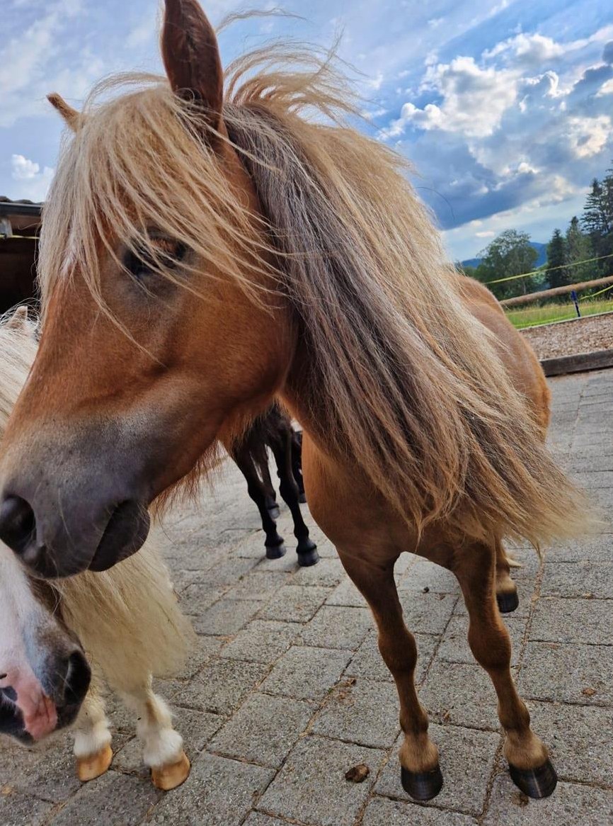 Tolles Shetty Stute an guten Platz abzugeben