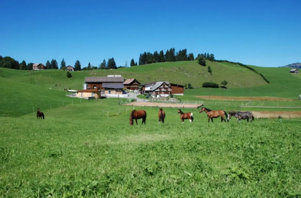 Offenstallplatz frei für 2 Stuten in Nesslau im Toggenburg