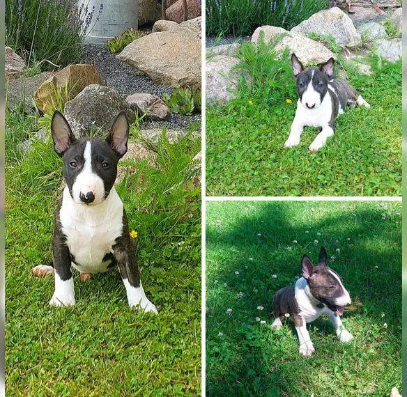 Miniatur Bullterrier Welpen VDH/DCBT