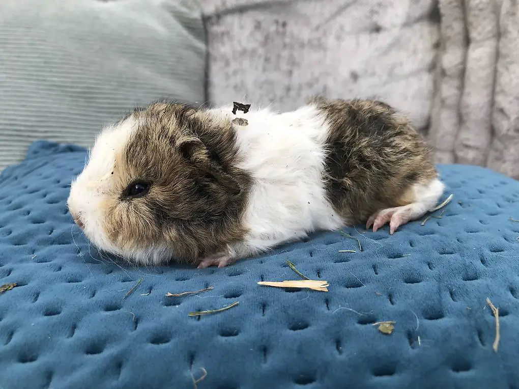 Junge Teddy Meerschweinchen