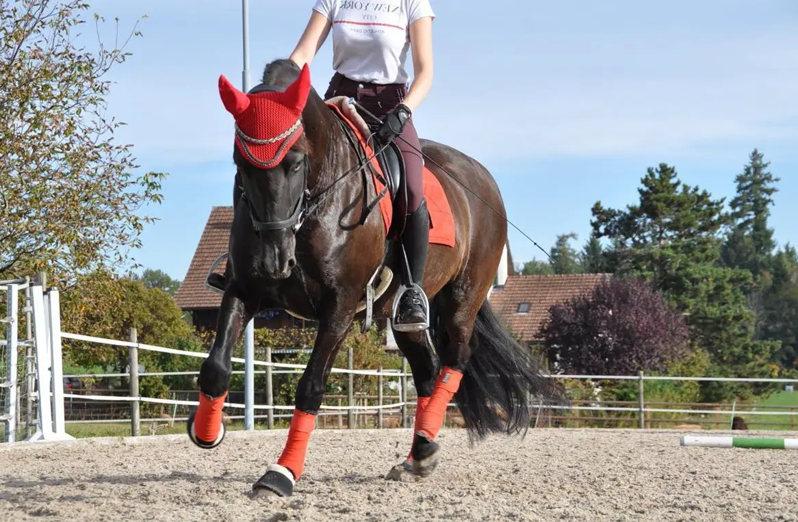 Reitstunden & Ausritte für klein und grösser