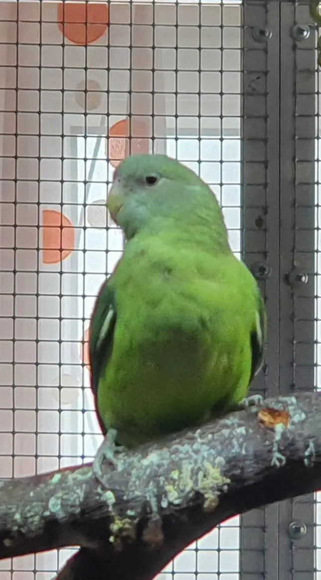 0.1 Agapornis canus, Grauköpfchen