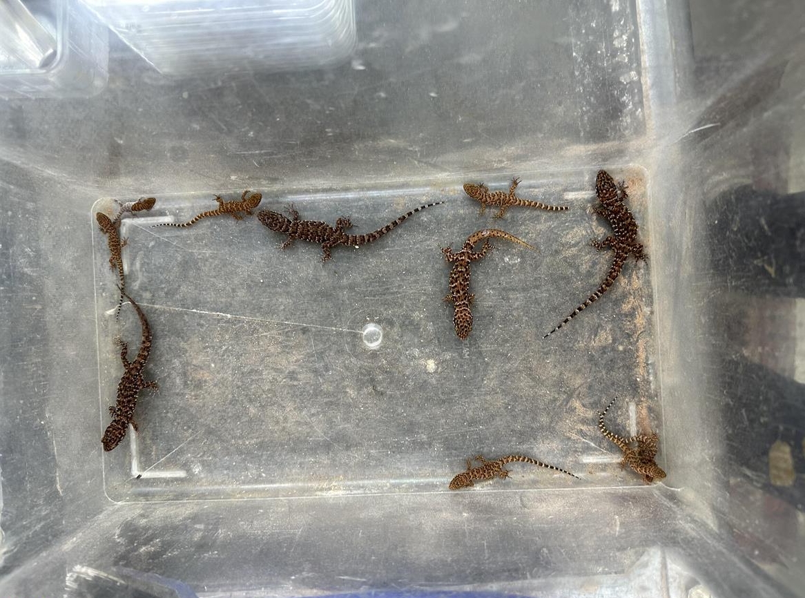 Heteronotia binoei abzugeben, Australischer Kaktus-Gecko