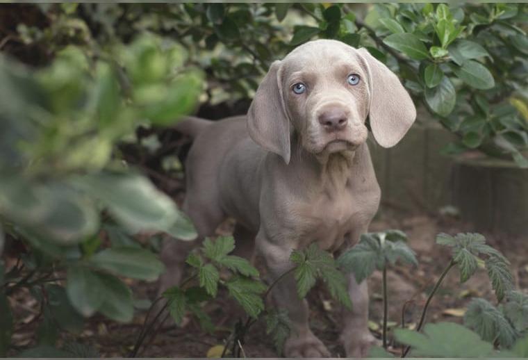 Welpen aus einer seriösen, genehmigten Zuchtstätte in NRW