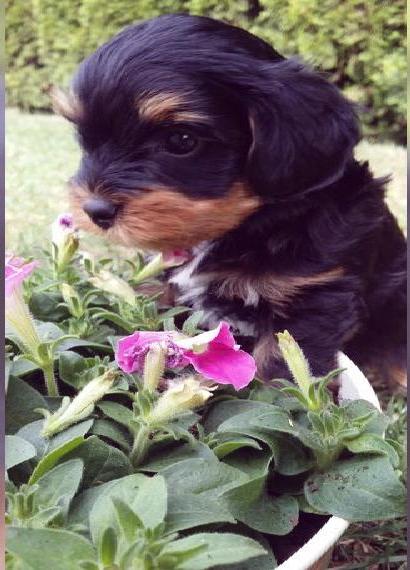 Yorkiepoo