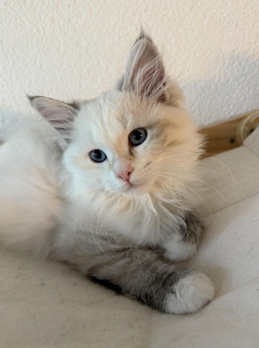 Reinrassige Neva Masquarade Katzenmädchen