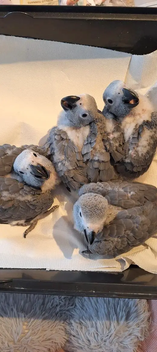 Junge Kongo Graupapageien zu verkaufen