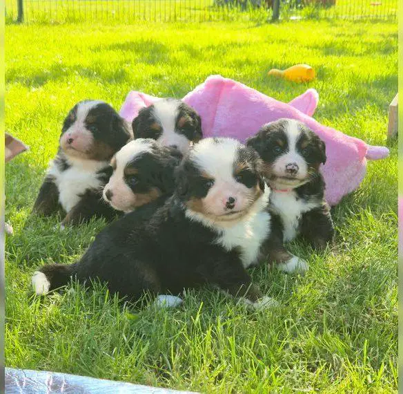 Berner Sennenhund Welpen
