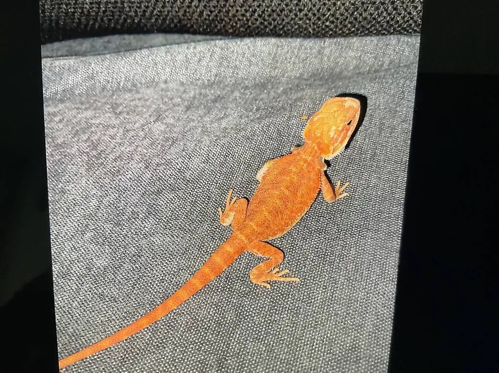 Verkaufe rote Baby bartagame