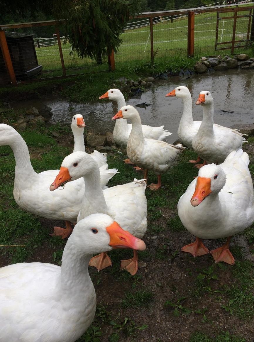 Diepholzer oder Emdener Gänse Pärchen
