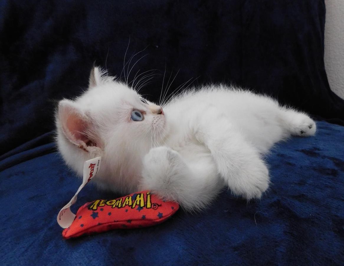 Britisch Kurzhaar mit Schweizer Stammbaum BSH BKH