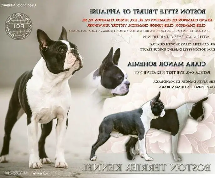 Boston terrier Rude mit FCI Papiere