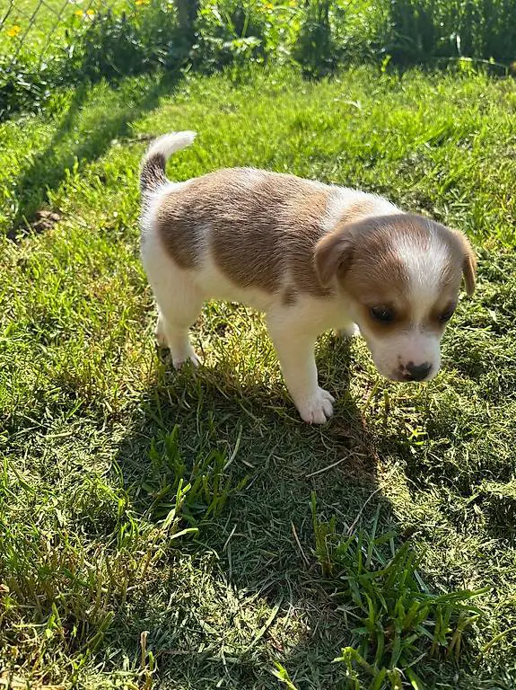 Ratier du Jura Welpen