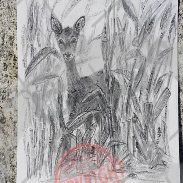 Rehkitz im Maisfeld oder Luchsmutter