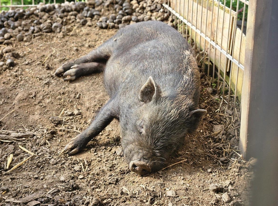 Minipig Zuchteber zu verkaufen