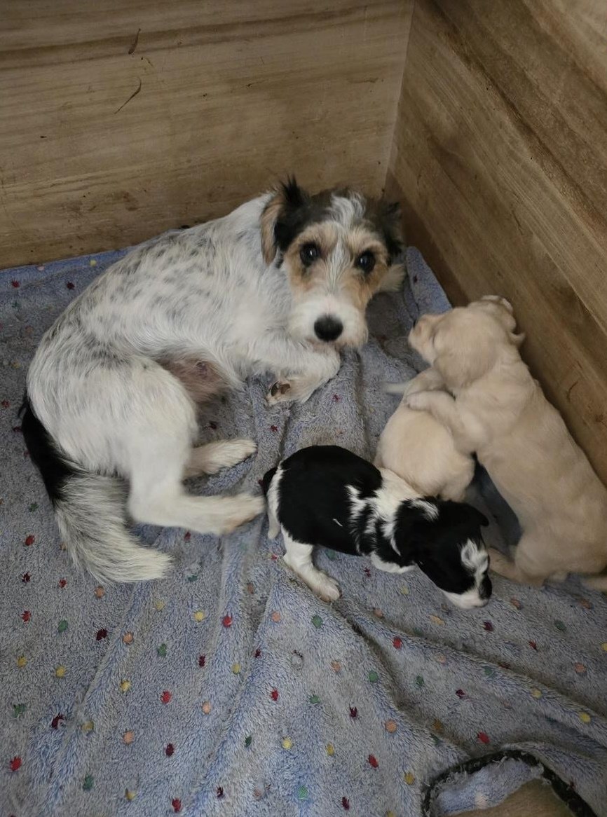 Foxterrier x Zwergpudel Welpen aus Schweizer Zucht