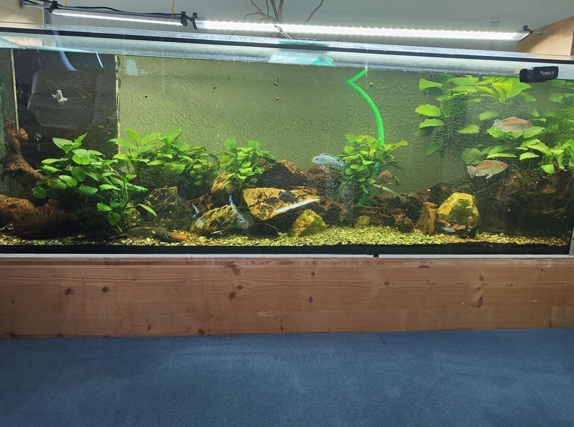 Aquarium 150x50x50cm mit Zubehör, Pflanzen und Fische uvm.