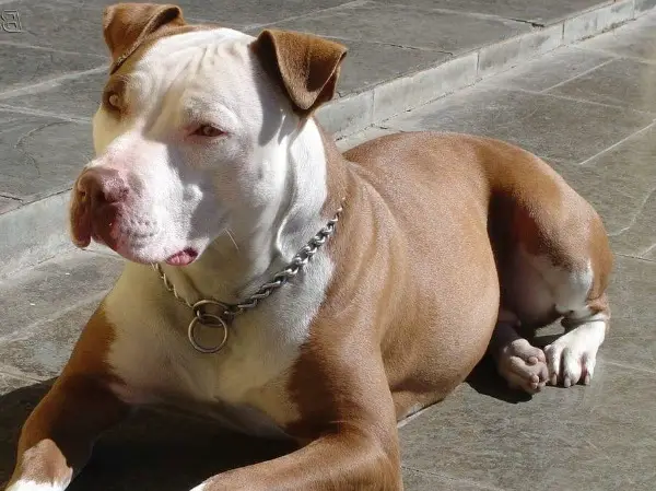 Sportlicher Pitbull sucht neues Zuhause