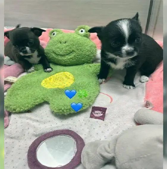 Wunderschöne Chihuahua Welpen