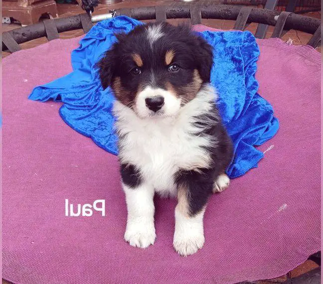 Australian Shepherd Welpen