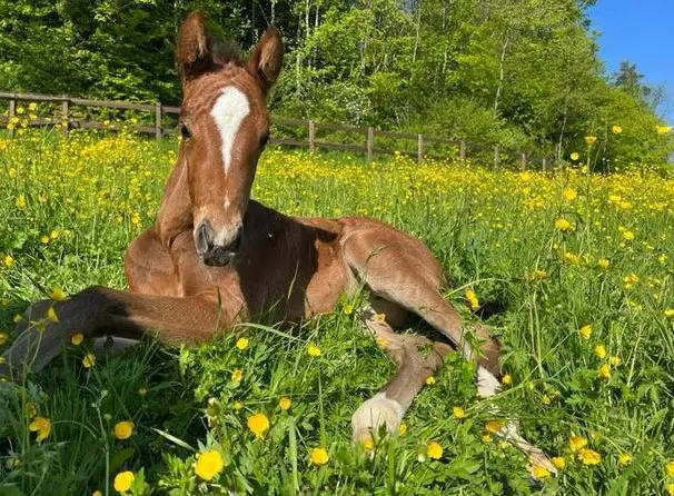 Pferdepfleger/in gesucht für Privatstall im Kanton Baselland