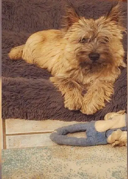 Cairn Terrier Rüde Bruno sucht noch ein neues Zuhause