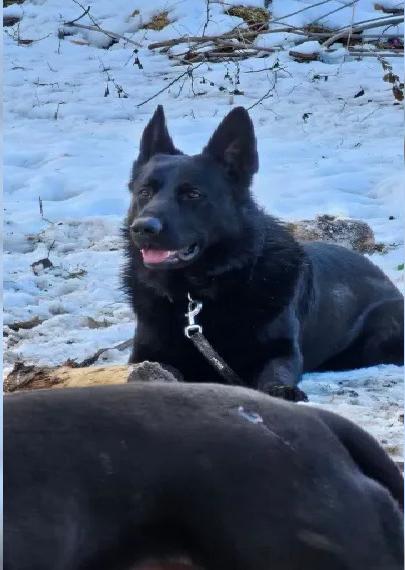 Deutscher Schäferhund