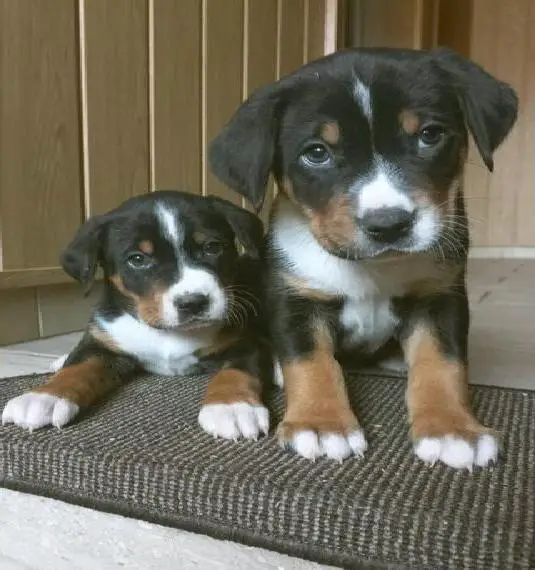 Appenzeller Sennenhund welpen