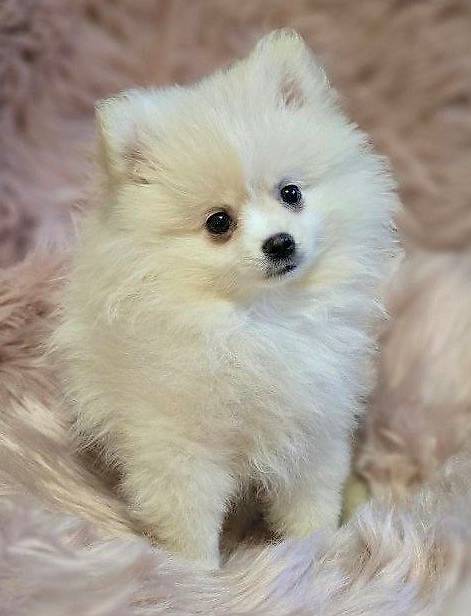Pomeranian Zwergspitz Schweizgeborene "Eidgenossen"
