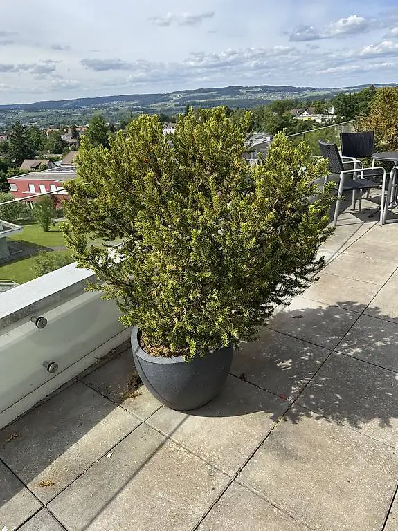 Eibe, Strauch inkl. Topf