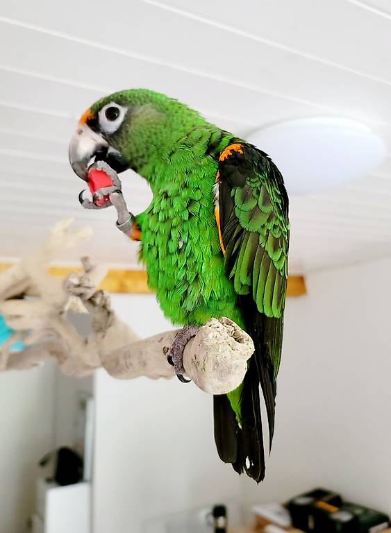 2 perroquets de jardine