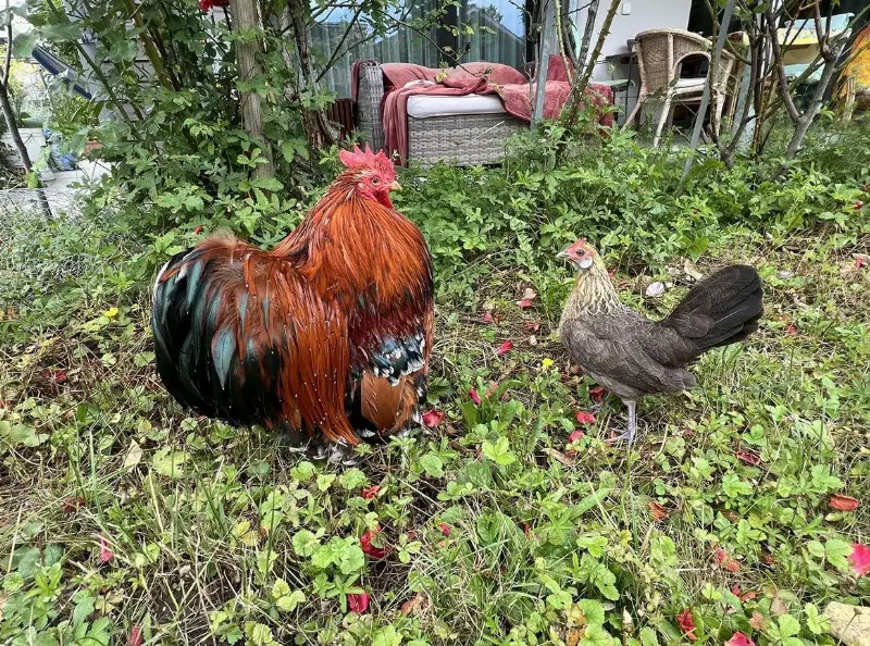 Hera & Salix, holländische Zwerghenne & Zwergcochin-Hahn