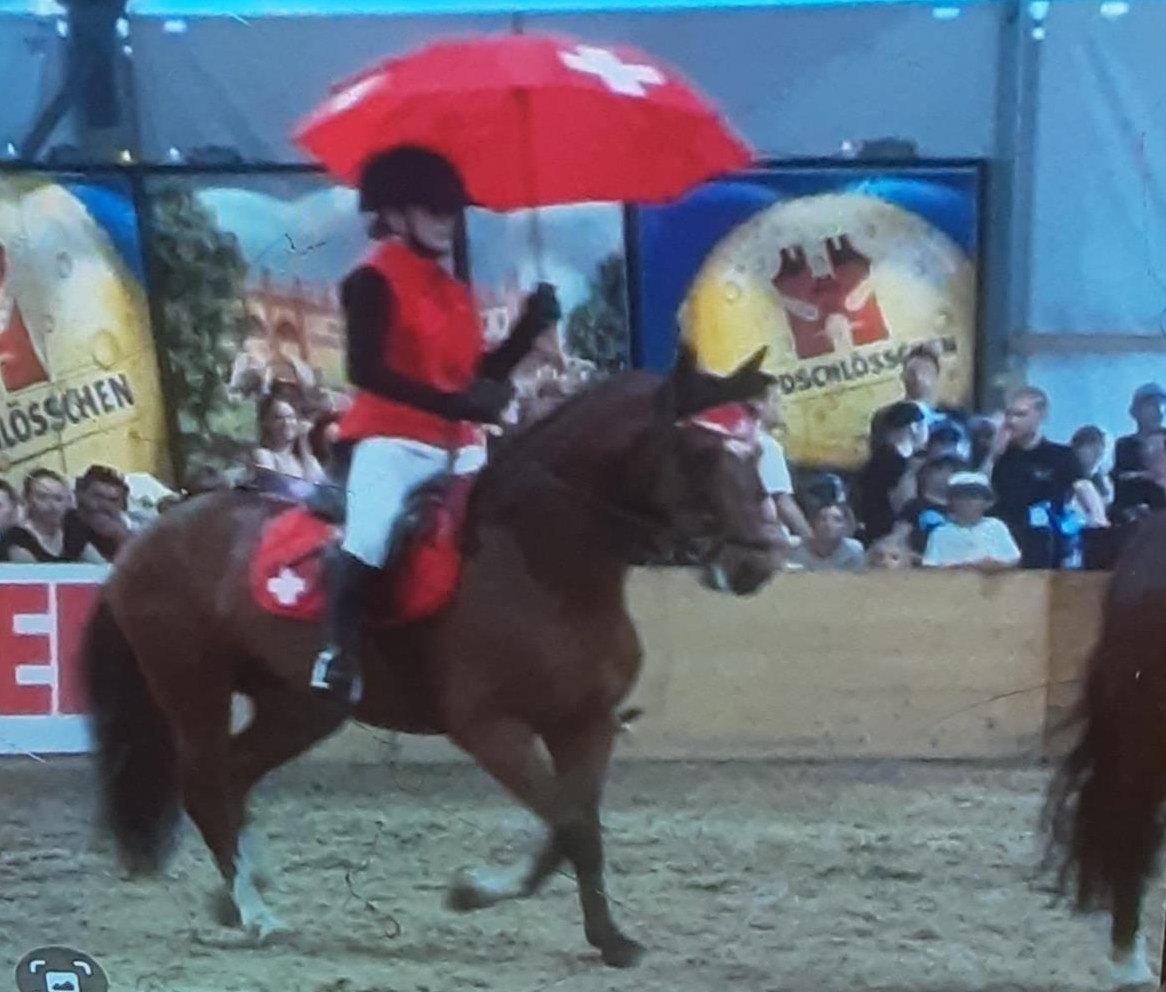 Bildhübsche sportliche Freiberger Stute