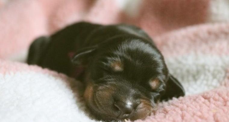 Amerikanische Linie Dobermann Welpen