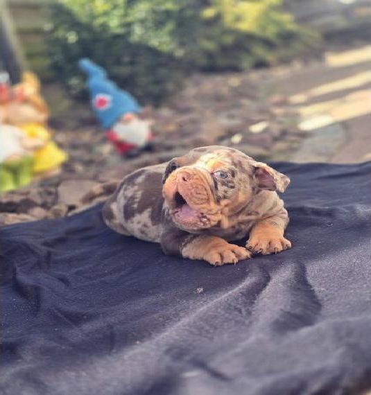 Old English Bulldog Welpen mit Ahnentafel